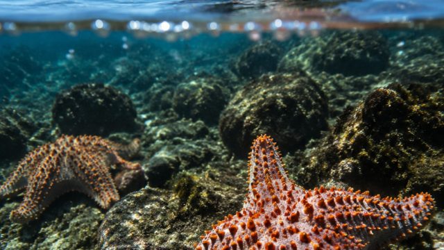 Urgent Legal Action Seeks Protection for Sunflower Sea Stars