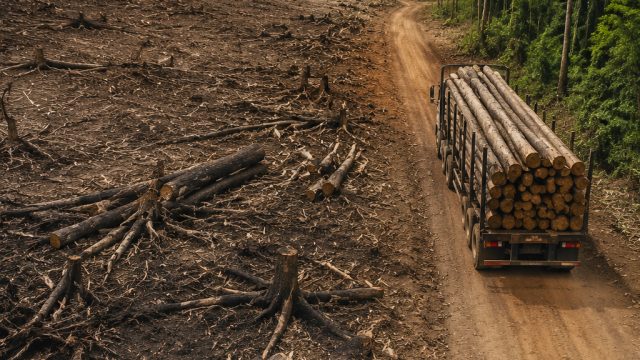 Examining Global Deforestation: How Trade Practices Impact the Environment
